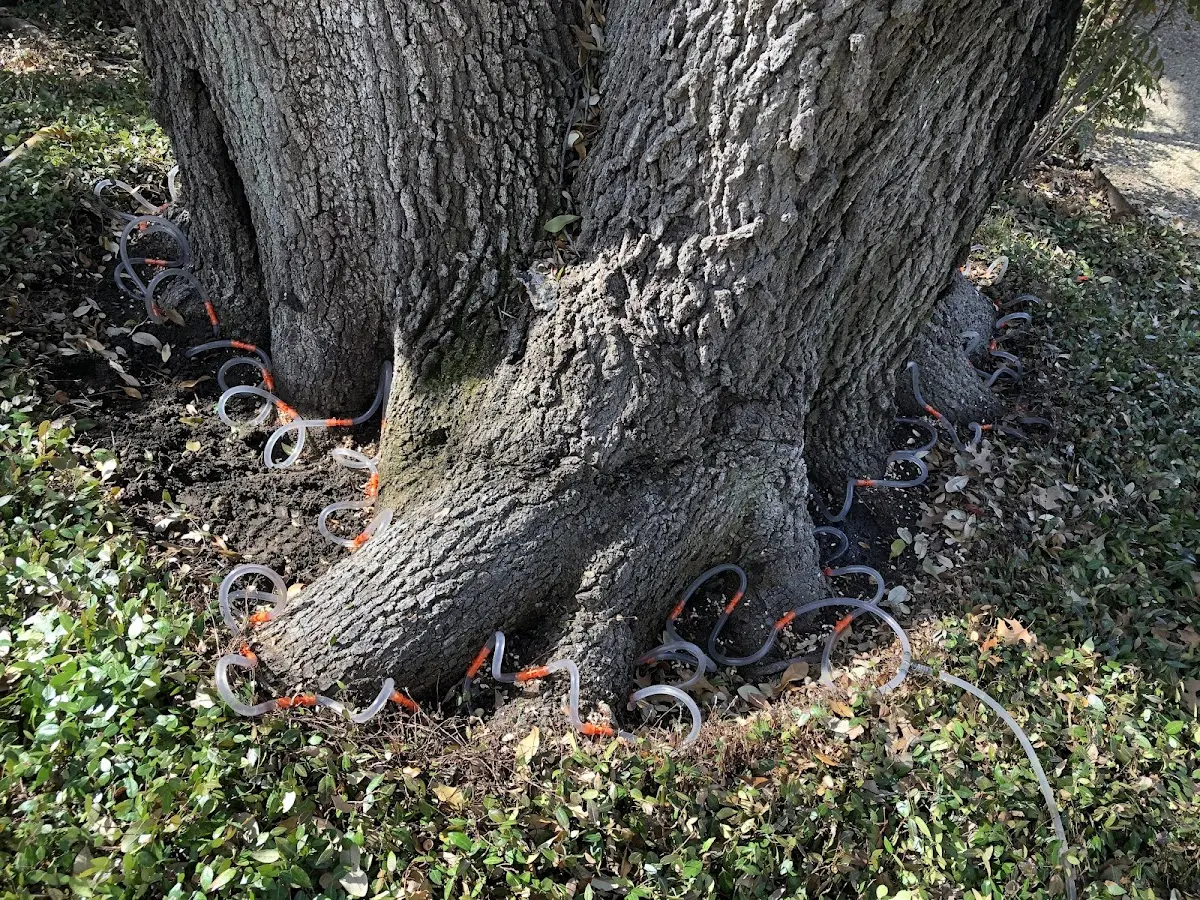 Detailed Tree Cabling and Bracing job site in Marilla