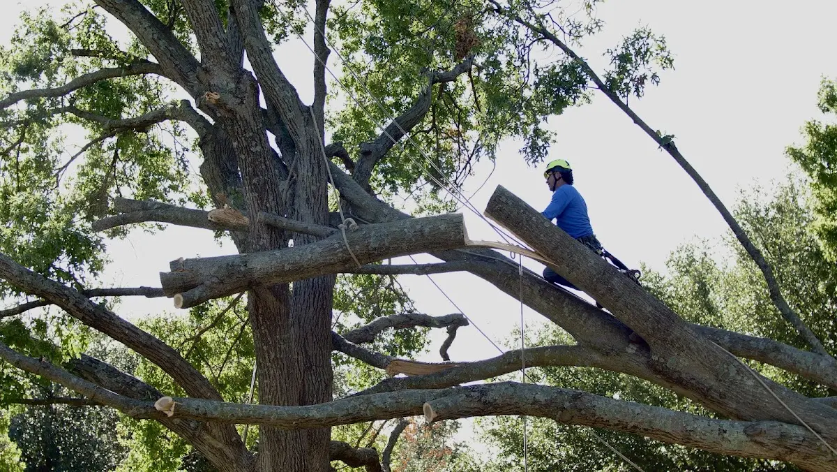 Professional Hazardous Tree Removal performed by certified arborists in Marilla