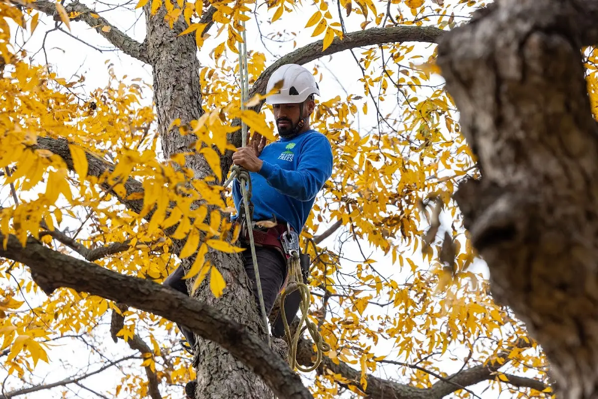 Skilled Tree Transplanting crew working in Marilla
